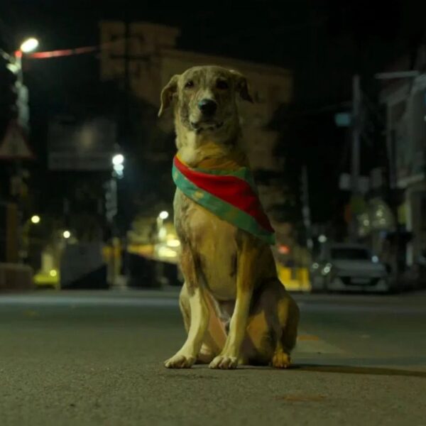 Ohh My Dog Movie (2026)